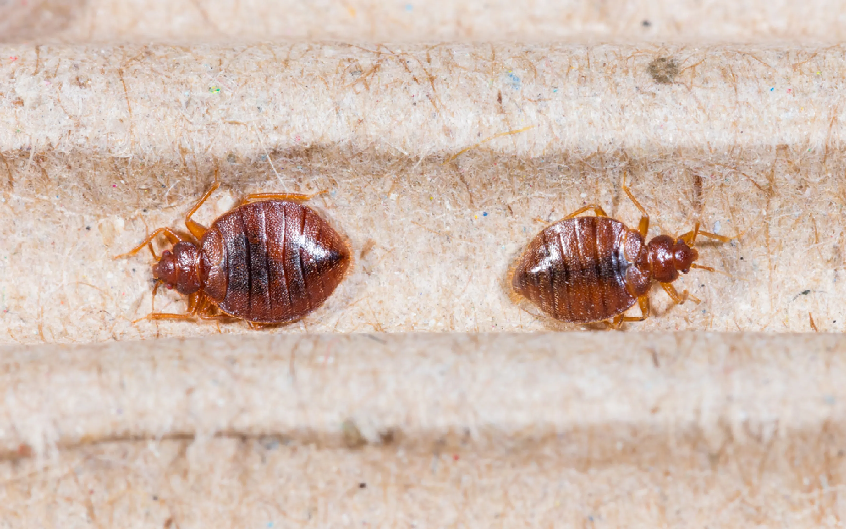 carpet cleaning in brooklyn, carpet cleaning in new york, carpet cleaning brooklyn, carpet cleaners in brooklyn, carpet cleaners in new york, commercial carpet cleaning, commercial carpet cleaning in brooklyn, brooklyn rug cleaners, rug cleaning services in brooklyn, same day carpet cleaning, same day rug cleaning